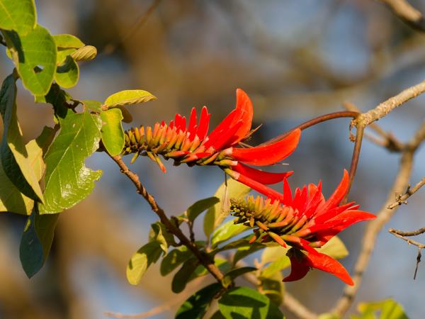 <h3>Erythrina lysistemon / Common coral tree / Koraalboom</h3>OM-1 Mark II with OLYMPUS M.150-400mm F4.5 TC, 1/2000 sec at F5.6, ISO 1250, distance 7.40 m